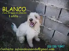 BLANCO Valencia adoptado