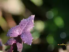 10, gotas de roco, marca