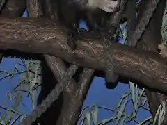 AYE-AYE 3