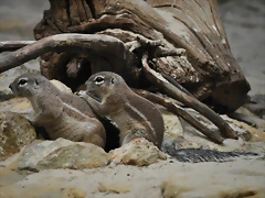 ARDILLA TERRESTRE DE EL CABO 9