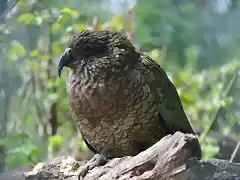 KEA 9