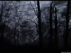 Dark Forest