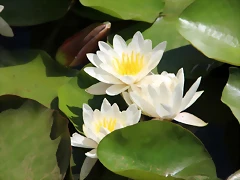 IMG_5432 (Copier) IMG_5432 (Copier)