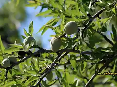 15, almendras, marca