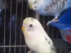 Budgies