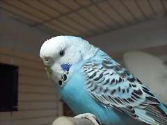 HPIM2887