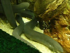 Lepidosiren paradoxa (12-10-16 Acuario Fluvial de Zaragoza)