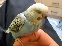 peri bebe