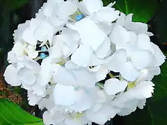 White Hydrangea