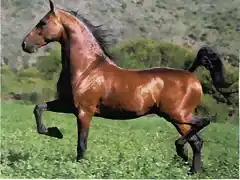 caballo