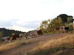 09, vacas hacia la carretera, marca