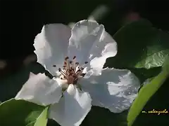 11, flor del membrillo2, marca