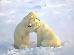 bear20hug2fz