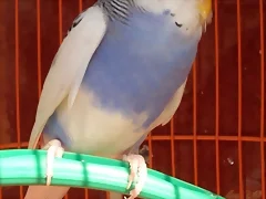 Caramelo Caramelo