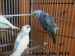 4 adios 2 28-5-2011 4 adios 2 28-5-2011