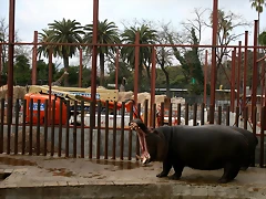 Zoo de Barcelona 20-01-2011 043 Zoo de Barcelona 20-01-2011 043
