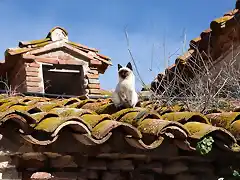 gato tomando el sol