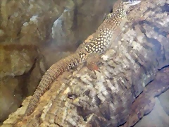 Varanus acanthurus (20-8-11 Tierpark Berlin) Varanus acanthurus (20-8-11 Tierpark Berlin)