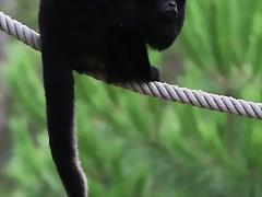 Zoo Lunaret + Sigean 18 i 19-09-10 785 Zoo Lunaret + Sigean 18 i 19-09-10 785