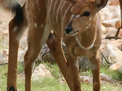 Zoo Lunaret + Sigean 18 i 19-09-10 685 Zoo Lunaret + Sigean 18 i 19-09-10 685