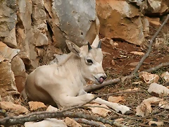 Zoo Lunaret + Sigean 18 i 19-09-10 768 Zoo Lunaret + Sigean 18 i 19-09-10 768