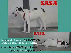 SASA aguasxmastn