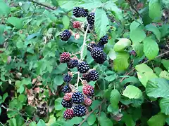 moras