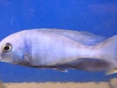 Cyrtocara moorii (5-8-17 Zoo Zajac) Cyrtocara moorii (5-8-17 Zoo Zajac)