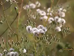 02, florecillas, marca