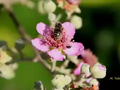 15, abeja en la flor de la mora, marca