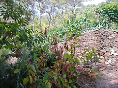 DSCN7502 DSCN7502