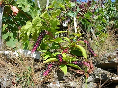 DSCN7516 DSCN7516