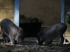 Zoo de Barcelona 21-11-10 + Immigració 22-11-10 123 Zoo de Barcelona 21-11-10 + Immigració 22-11-10 123