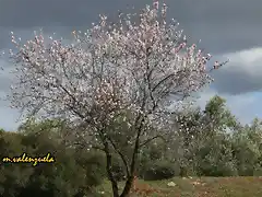 08, almendro en flor, marca