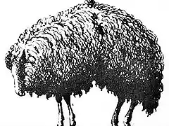 Sheep-02-260
