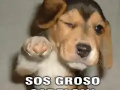 sos_groso_sabelo