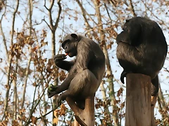 Zoo de Barcelona 12-12-2010 325 Zoo de Barcelona 12-12-2010 325