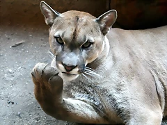 Zoo Barcelona, Faunia y Safari Madrid 1612