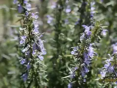 20, romero en flor marca