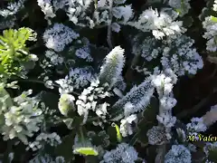 20, hielo en la hierba, marca