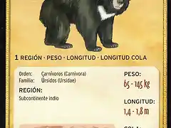 oso bezudo