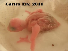 3 pollo 13-2-11