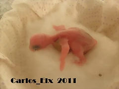 4 pollo 13-2-11