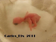5 pollo 13-2-11