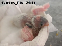 1 pollo 13-2-11