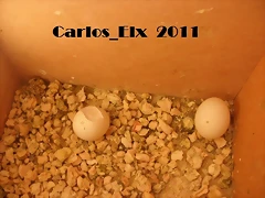los dos huevos 13-2-11