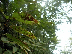 DSCN8419 DSCN8419