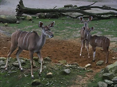 Zoos Wuppertal, Dortmund y Gelsenkirchen 01-10-09 568 Zoos Wuppertal, Dortmund y Gelsenkirchen 01-10-09 568