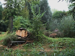 Zoos Wuppertal, Dortmund y Gelsenkirchen 01-10-09 567 Zoos Wuppertal, Dortmund y Gelsenkirchen 01-10-09 567