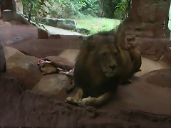 Zoos Wuppertal, Dortmund y Gelsenkirchen 01-10-09 554 Zoos Wuppertal, Dortmund y Gelsenkirchen 01-10-09 554